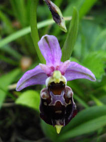 Ophrys fuciflora